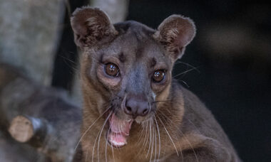 Fossa