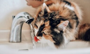 Gato bebe água na torneira