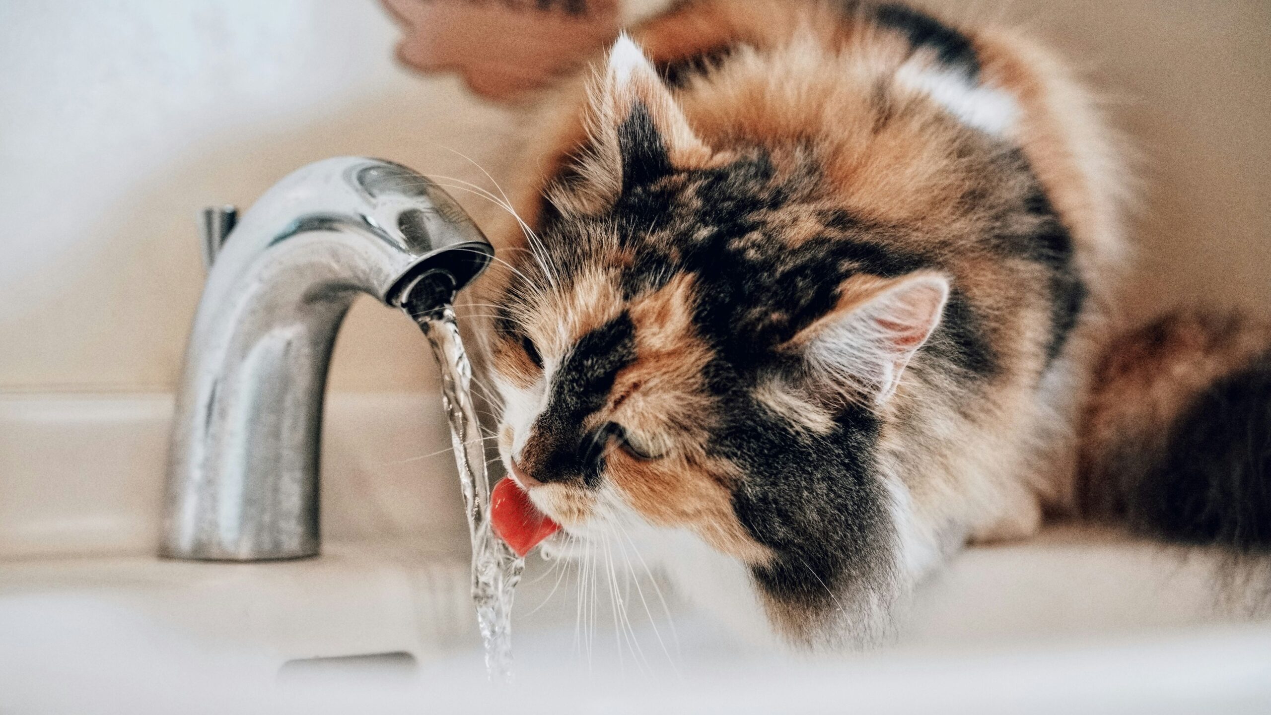Gato bebe água na torneira