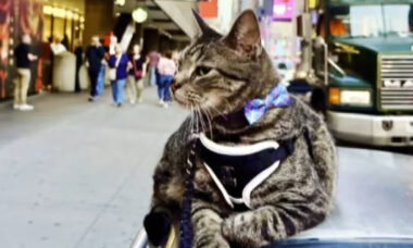 Gato viajou quilômetros no teto de van para não ficar longe da família