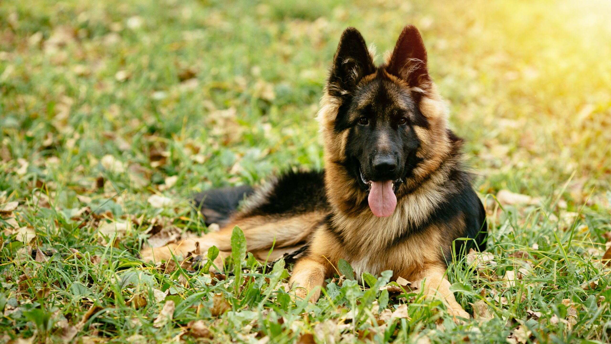 Pastor alemão (Freepik)