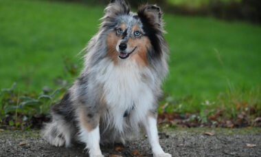 Pastor de Shetland - Pixabay