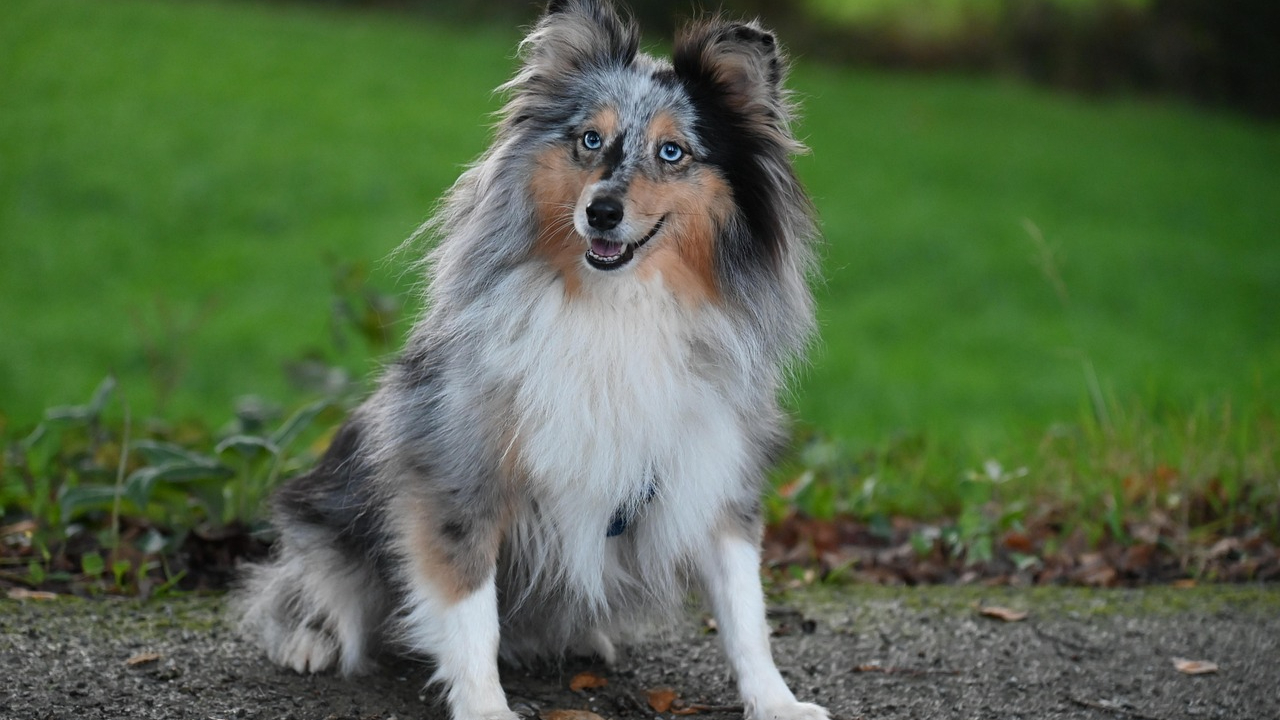 Pastor de Shetland - Pixabay