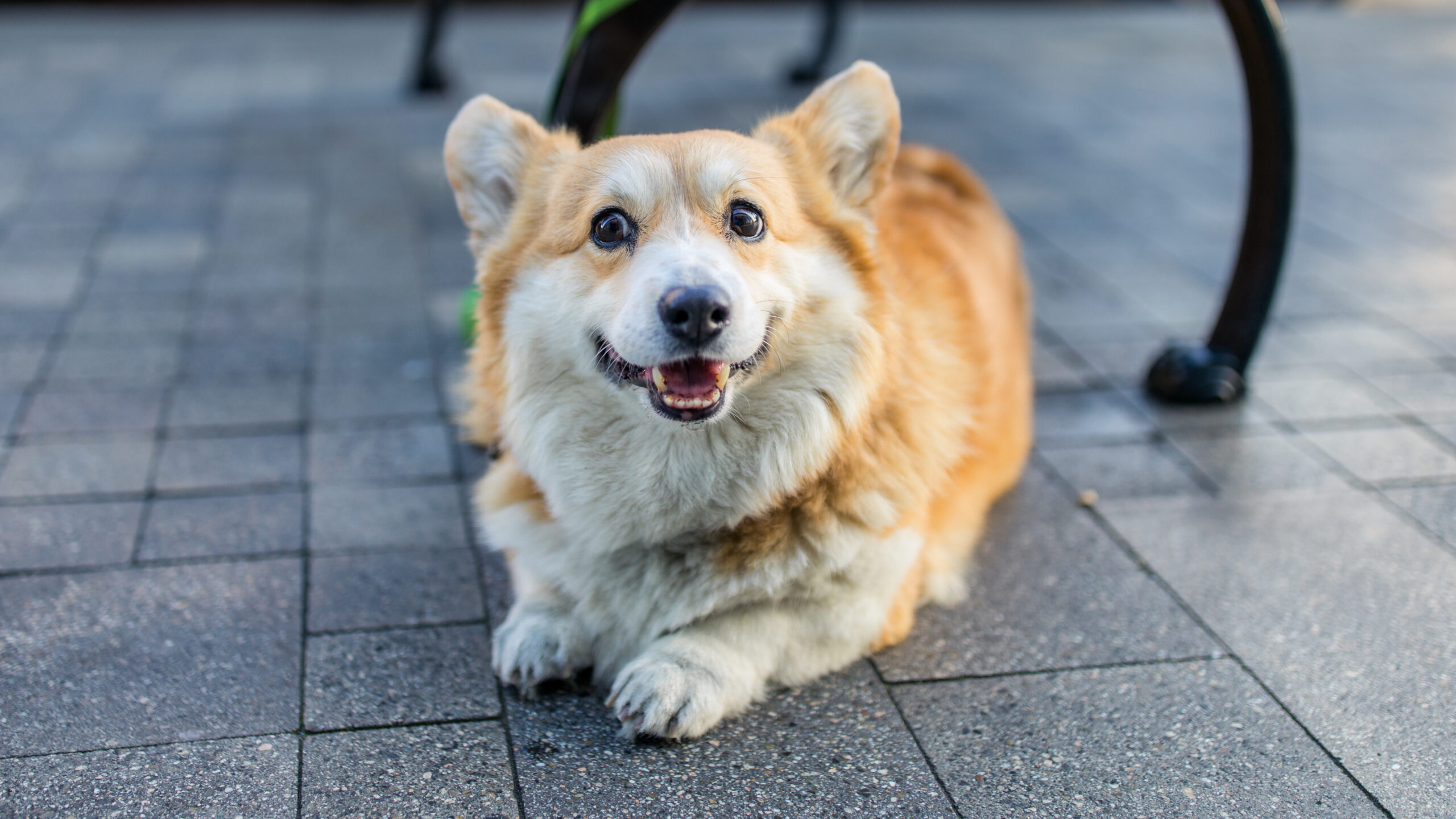 Pembroke Welsh Corgi - Freepik