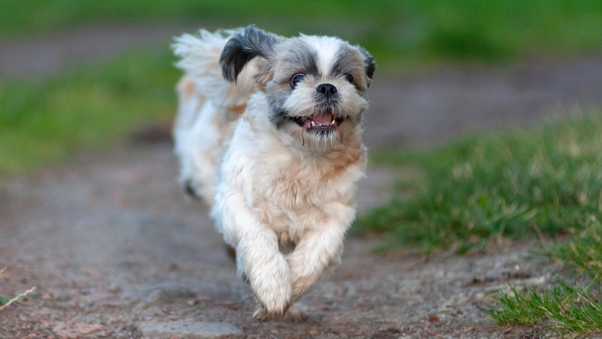 Shih Tzu