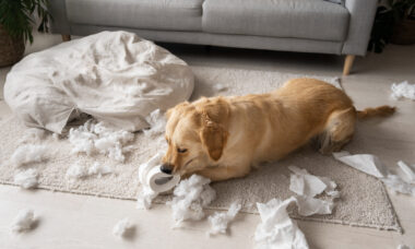 cão estresse ansiedade