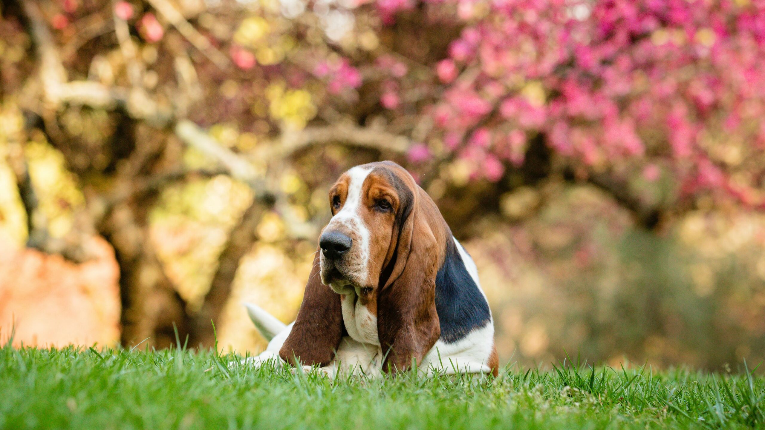 Basset hound