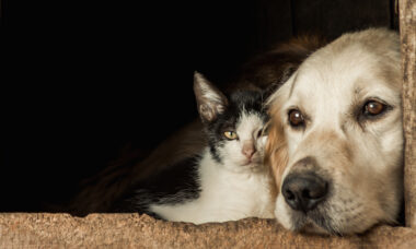 Cão e gato idosos