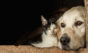 Cão e gato idosos