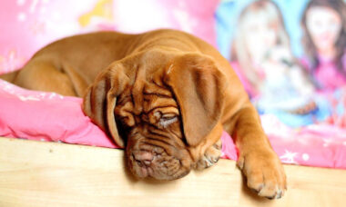 Filhote de mastiff