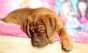 Filhote de mastiff