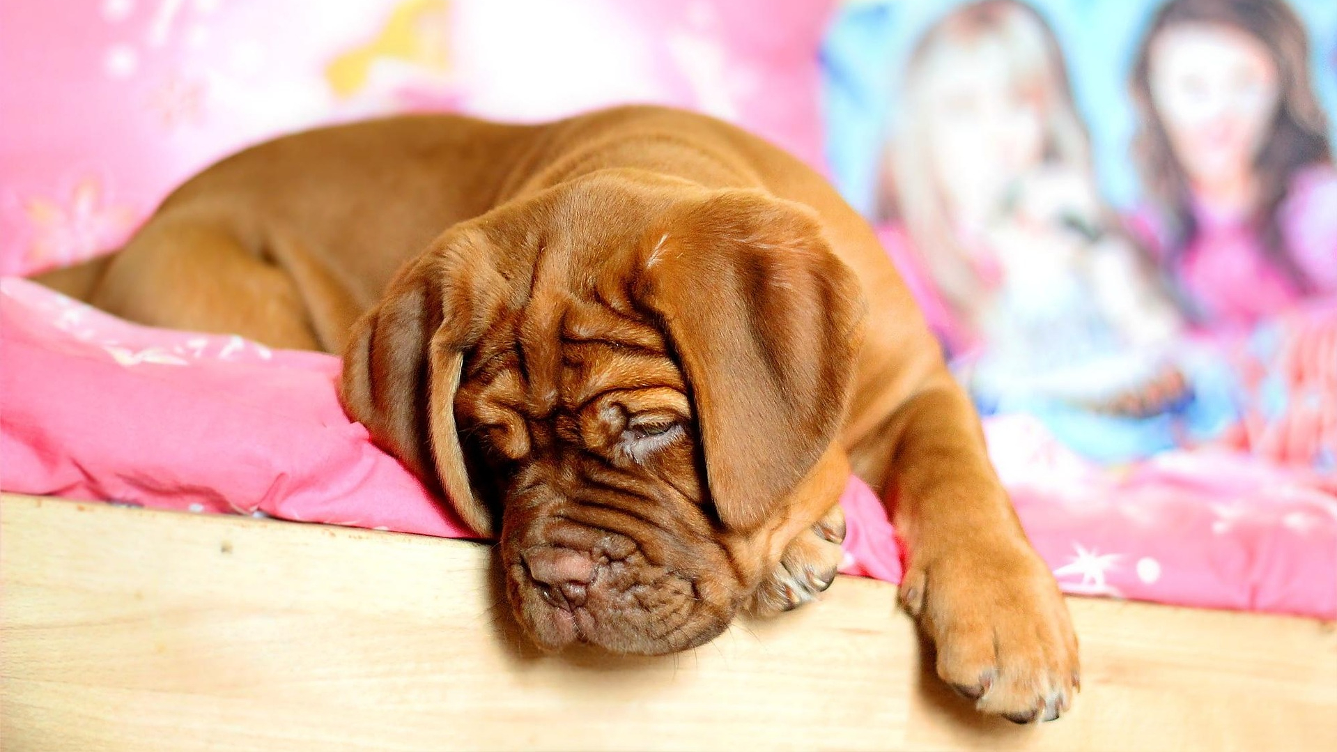 Filhote de mastiff