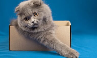 Gato em caixa de papelão