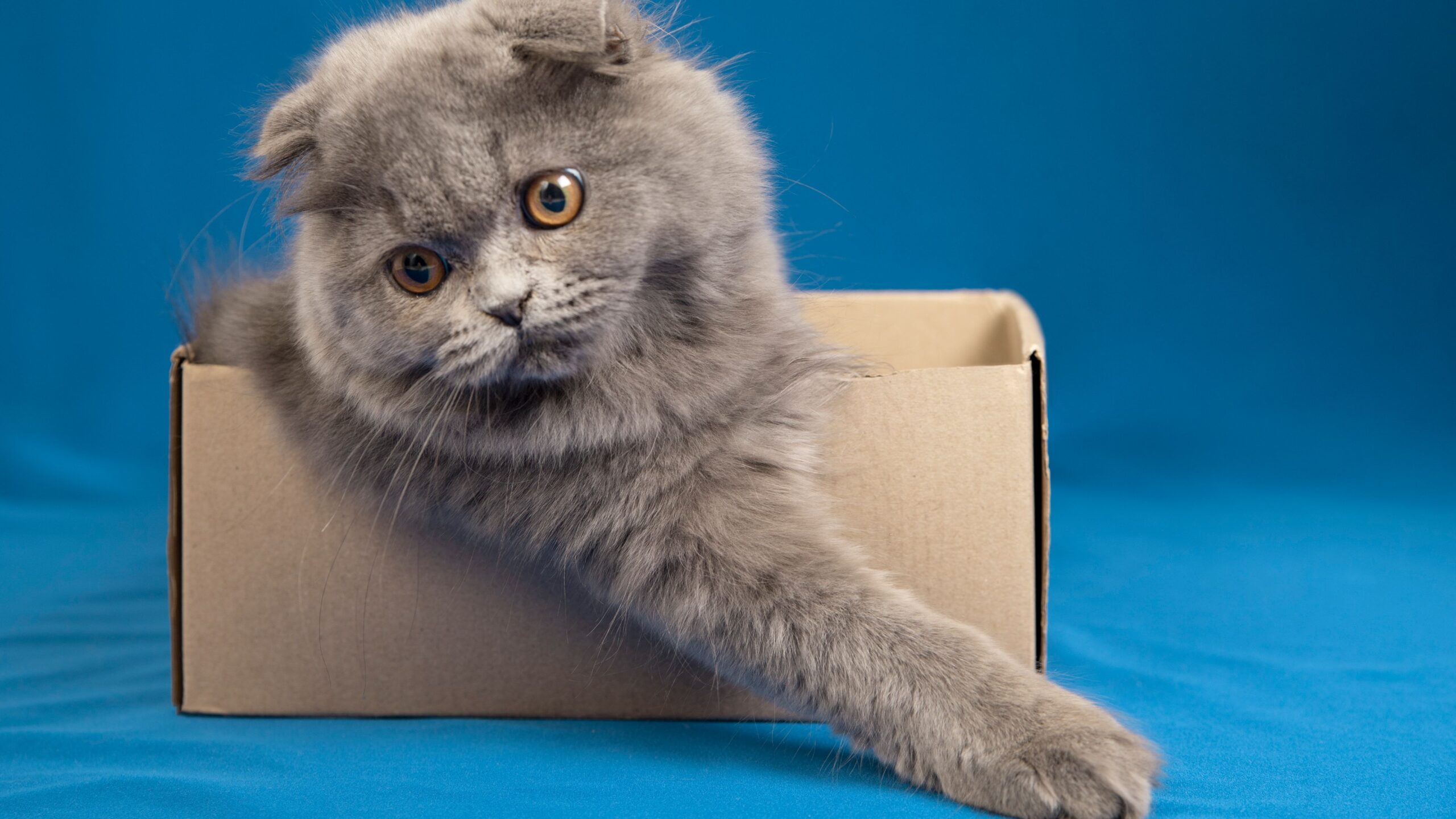 Gato em caixa de papelão