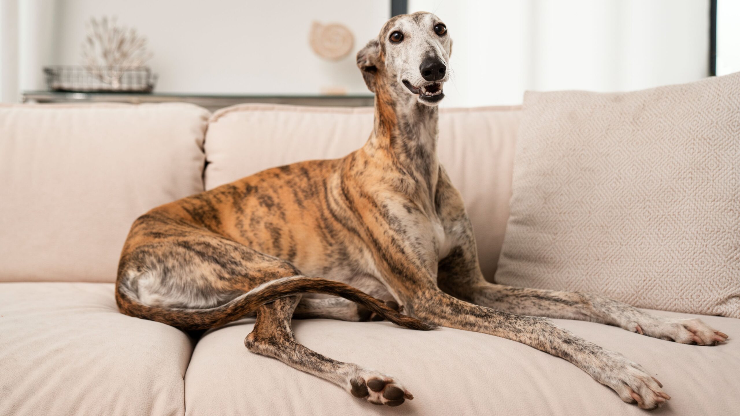 Greyhound Galgo