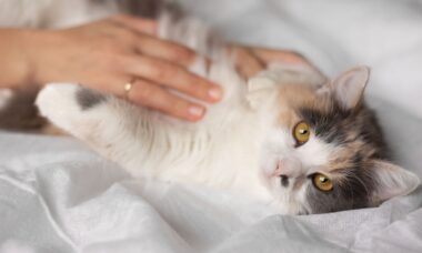 Mulher acaricia barriga de gato