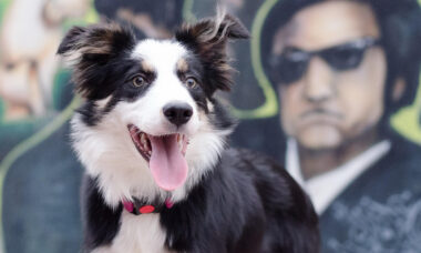 Cão da raça border collie