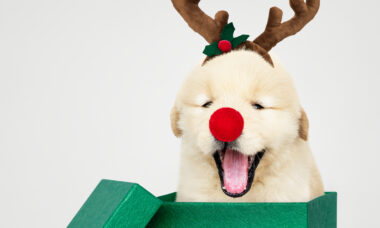 Cãozinho em caixa de presente; Natal