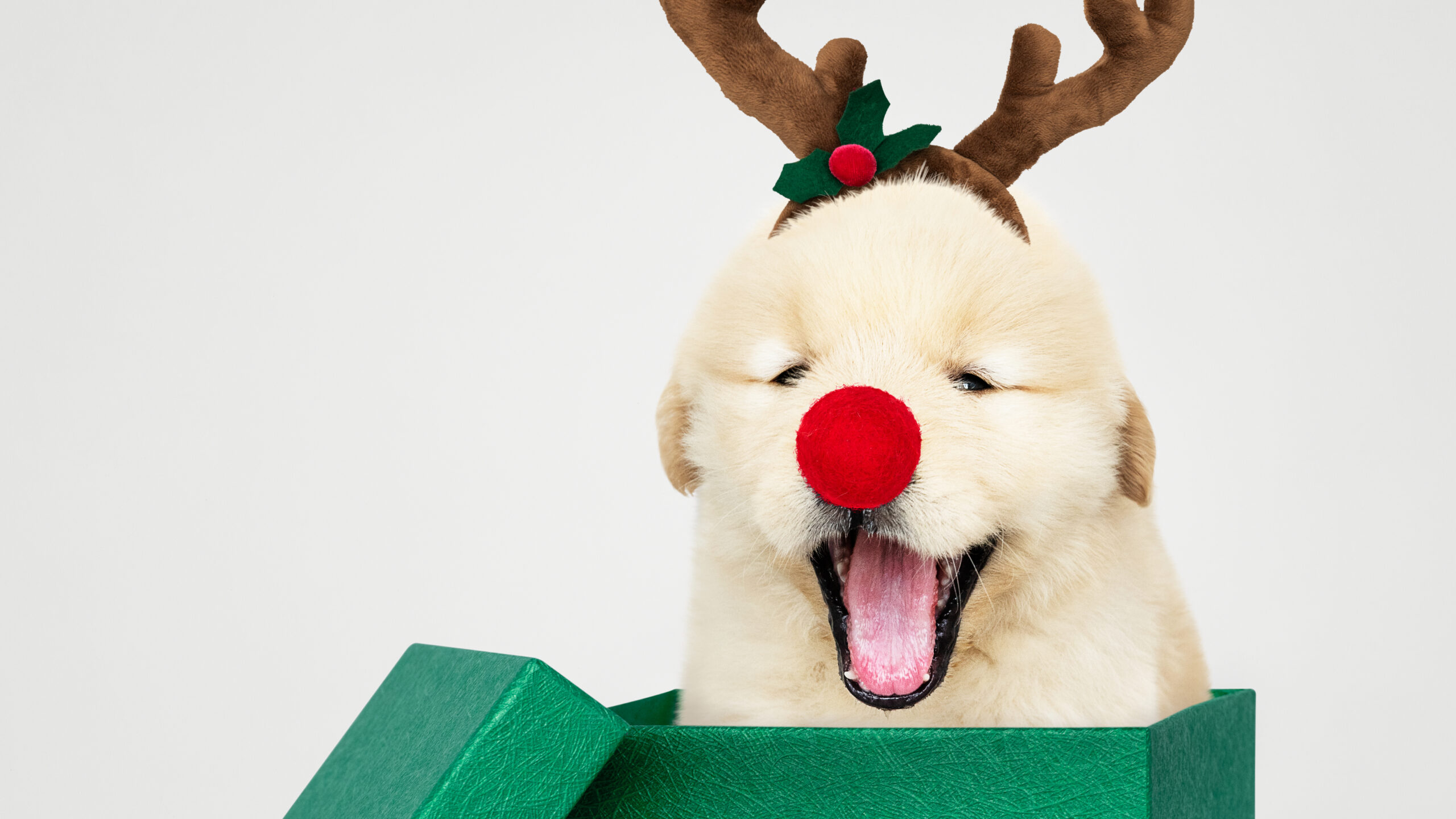 Cãozinho em caixa de presente; Natal