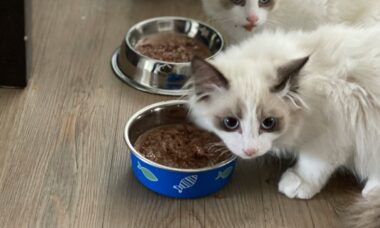 Gatos diante de cumbucas com ração