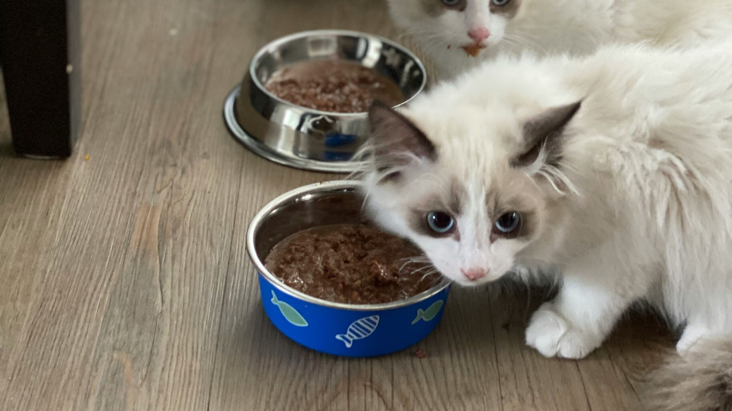 Gatos diante de cumbucas com ração